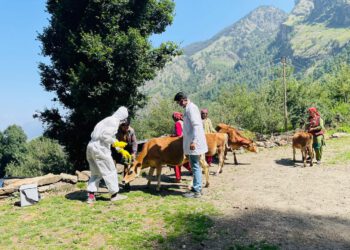 National Animal Disease Program for control of Brucellosis in Cows started in District Shimla , Himachal Pradesh.